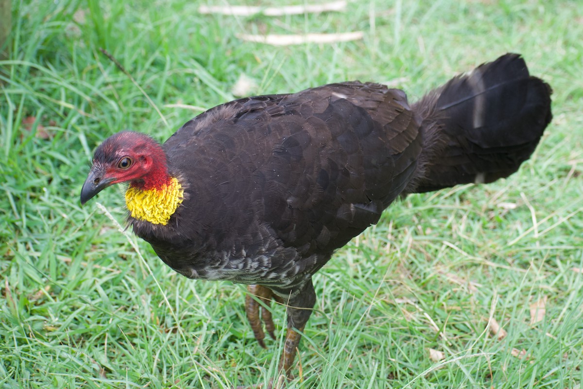 Australian Brushturkey - ML611451284