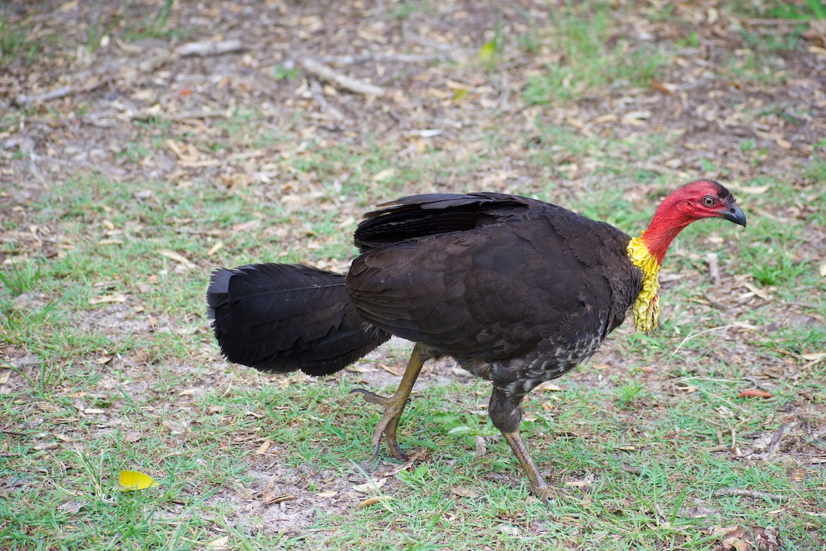 Talégalo Cabecirrojo - ML611451285