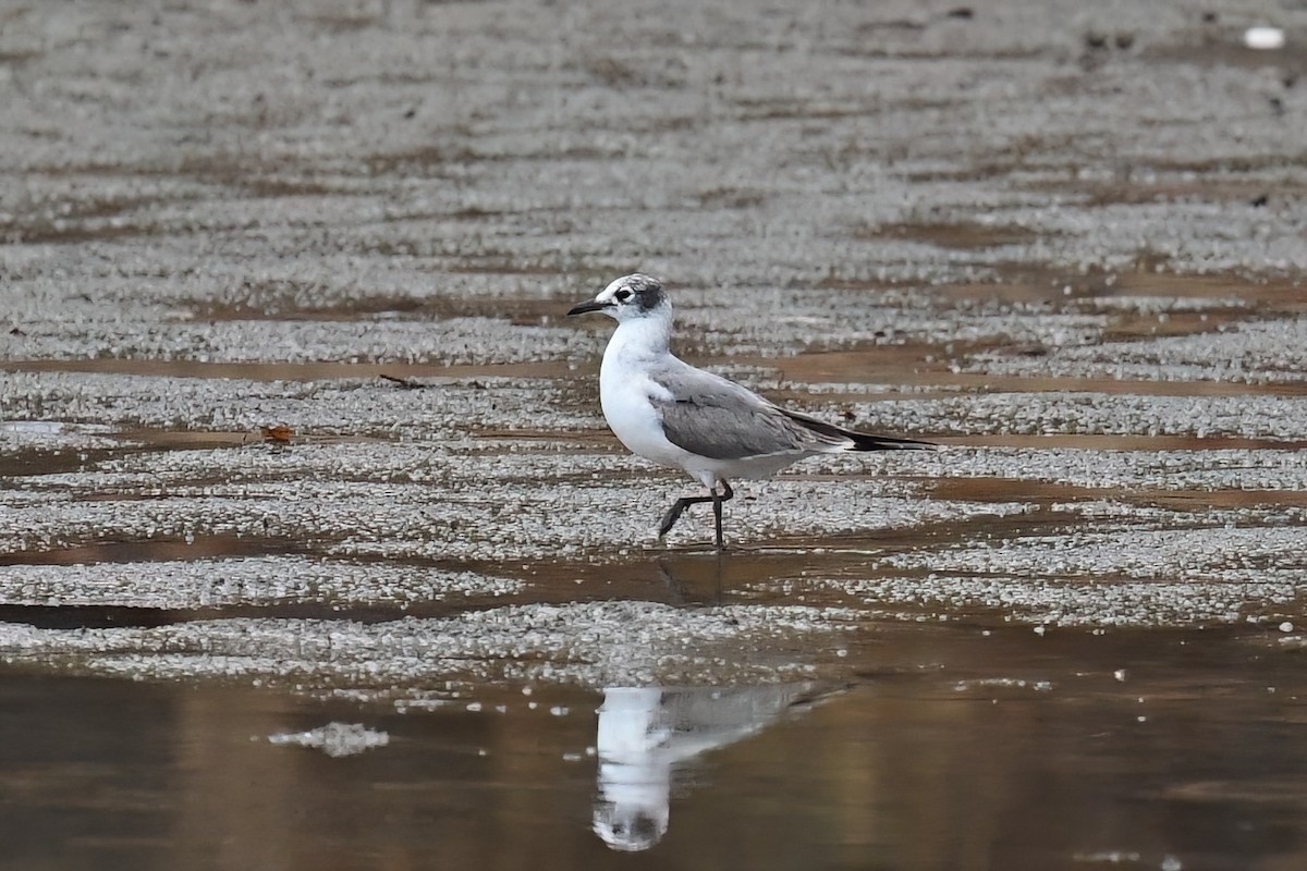 Franklin's Gull - ML611451307