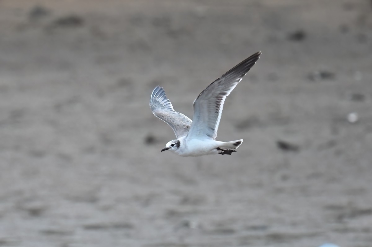 Franklin's Gull - ML611451312