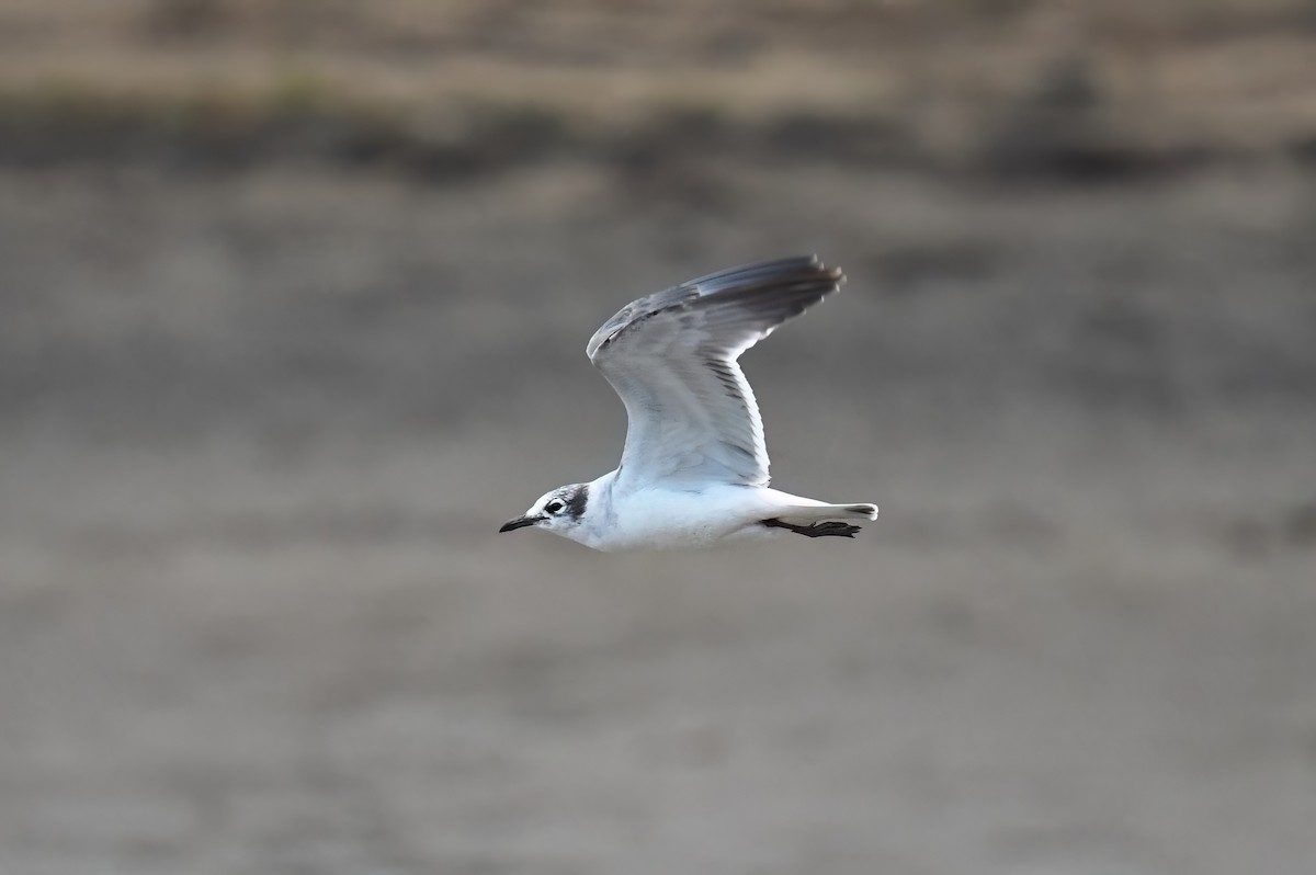 Franklin's Gull - Matt Spangler