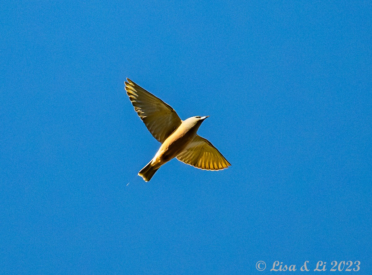 White-browed Woodswallow - Lisa & Li Li