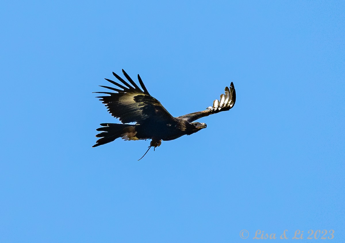 Wedge-tailed Eagle - ML611451400