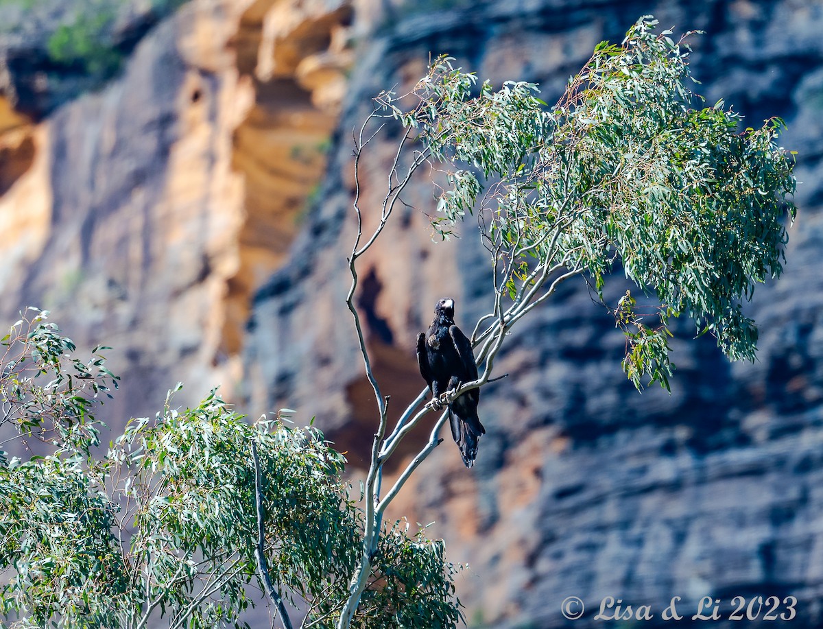 Wedge-tailed Eagle - ML611451401