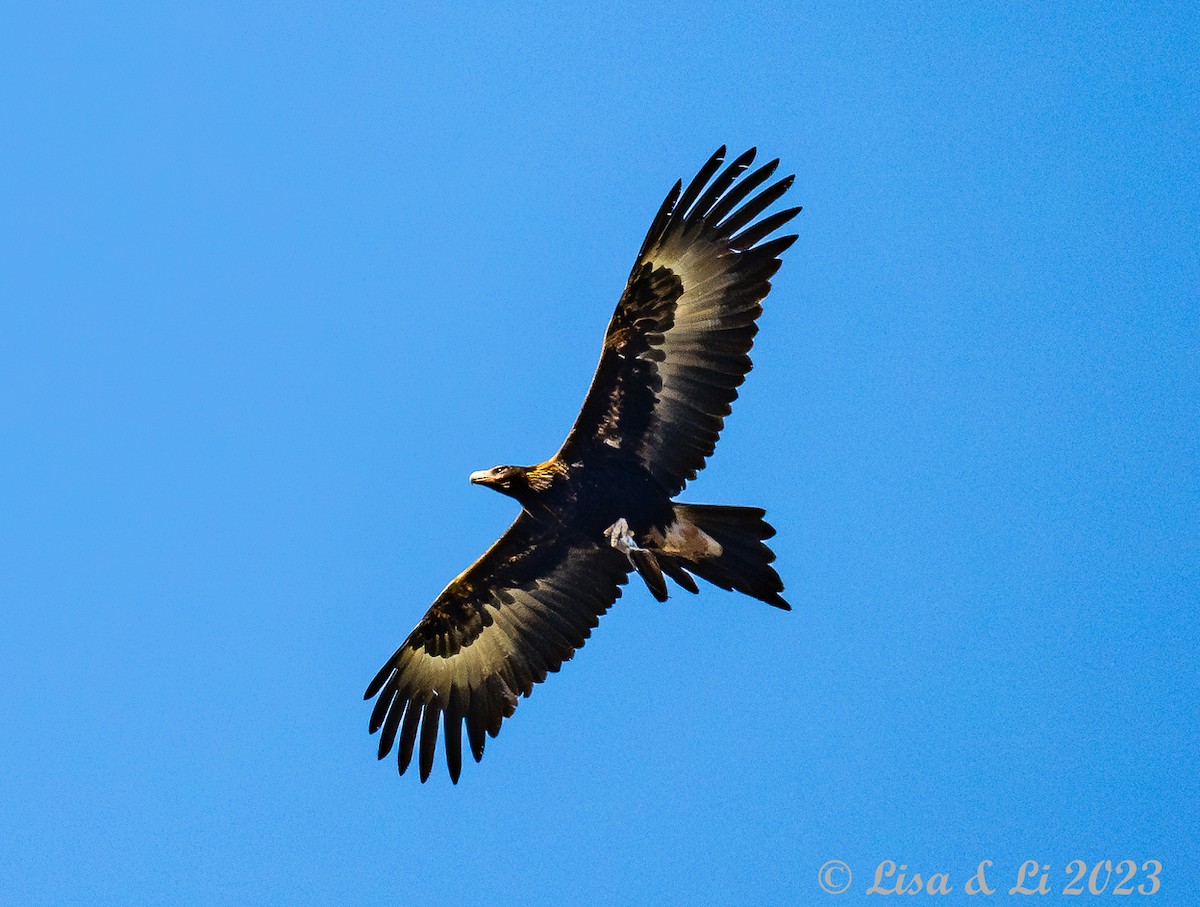 Wedge-tailed Eagle - ML611451402
