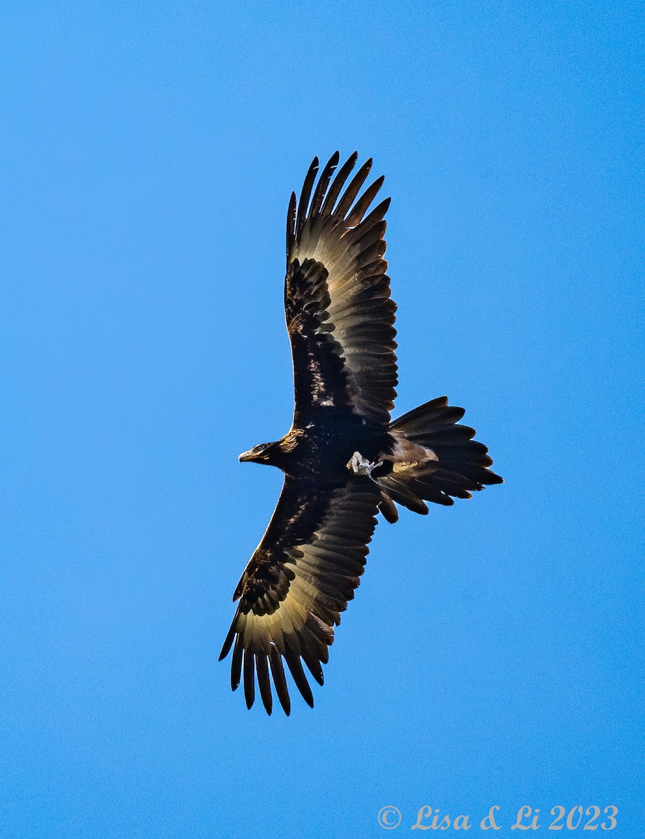 Wedge-tailed Eagle - ML611451403