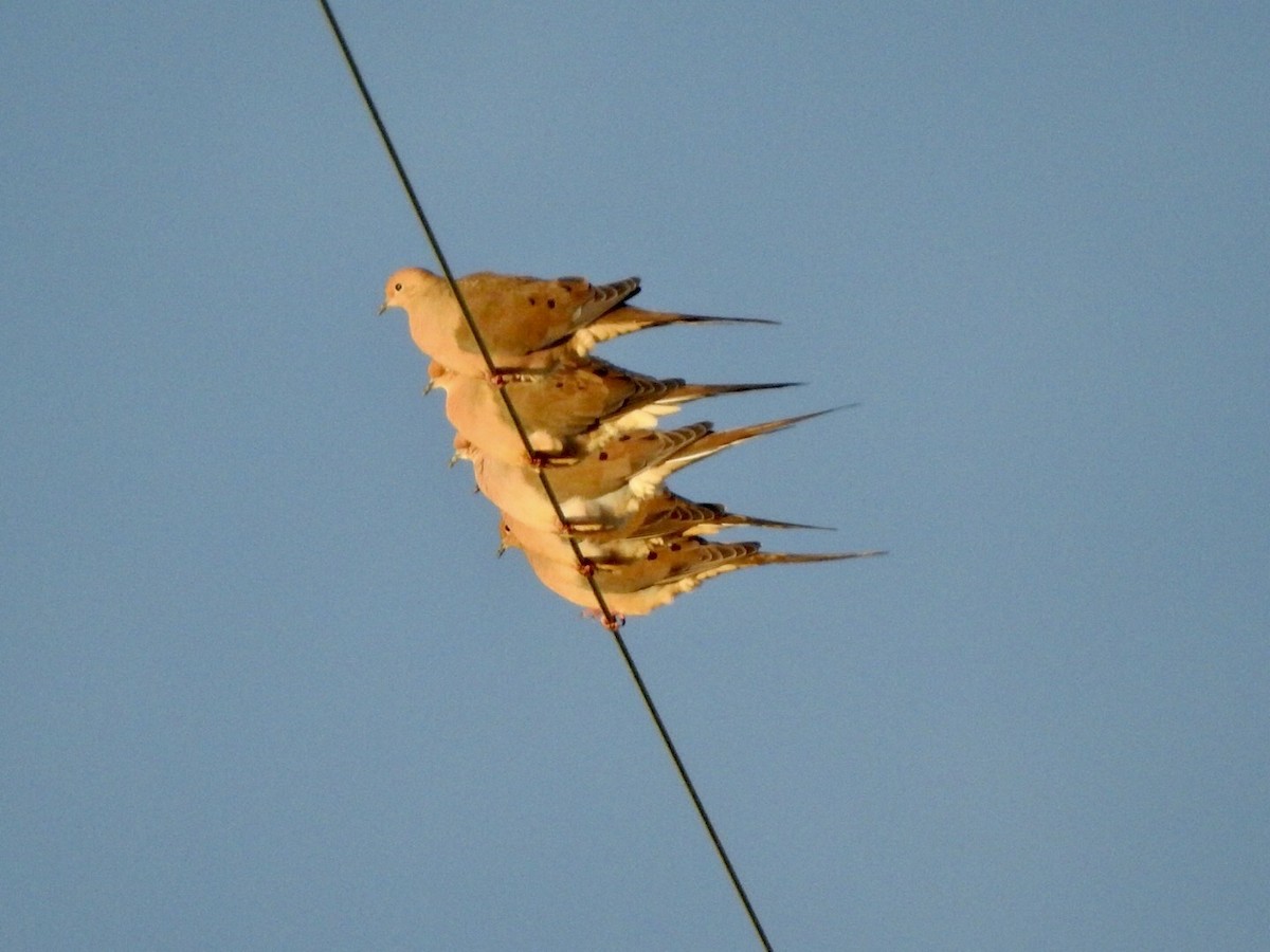 Mourning Dove - Anita Hooker
