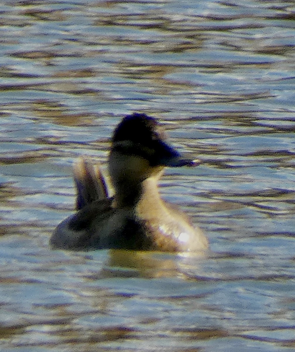 Ruddy Duck - ML611451444