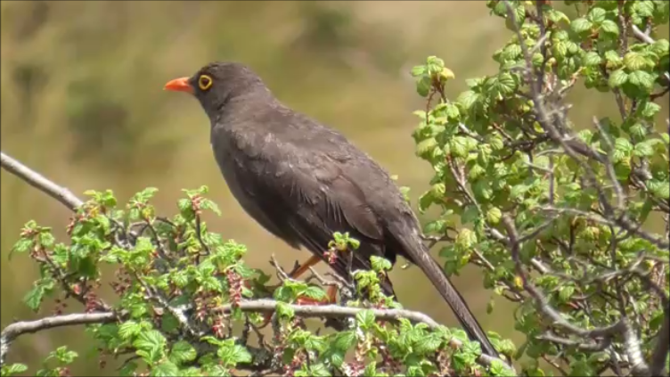 Great Thrush - ML611451458