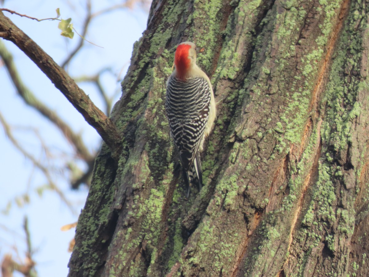 Red-bellied Woodpecker - Sandy Morrissey