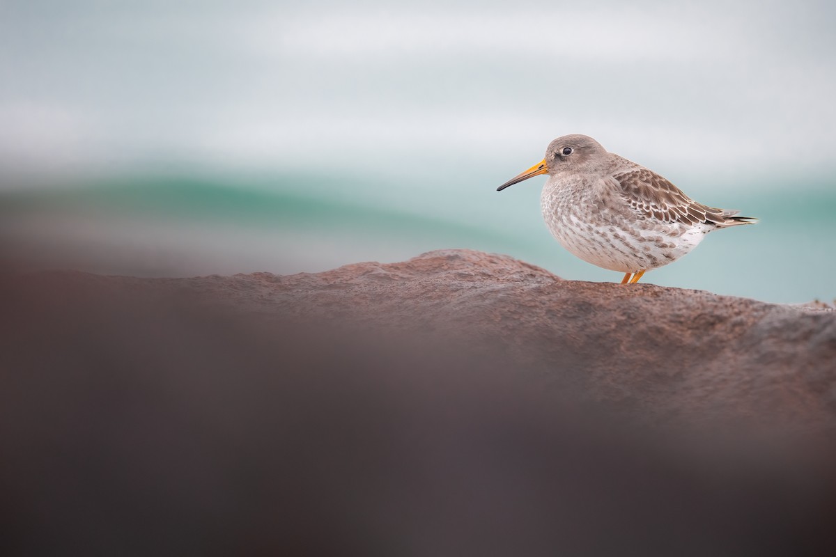 Purple Sandpiper - ML611451599