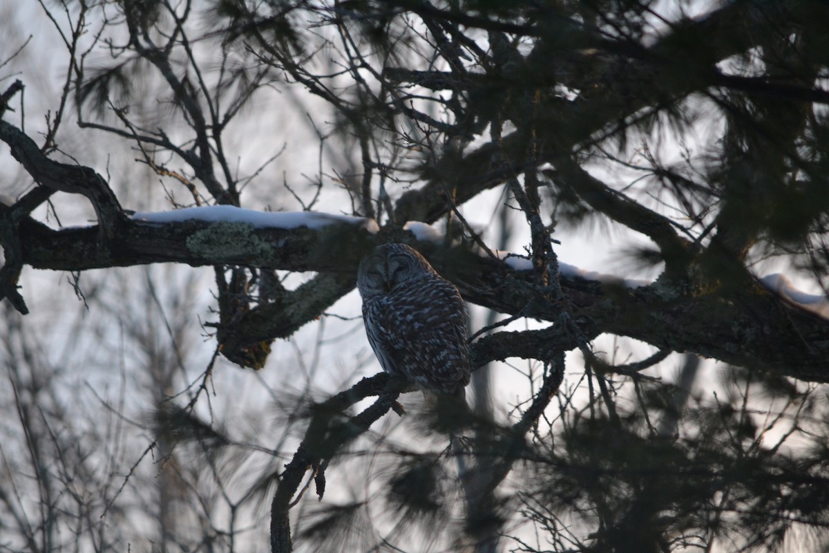 Barred Owl - ML611451604