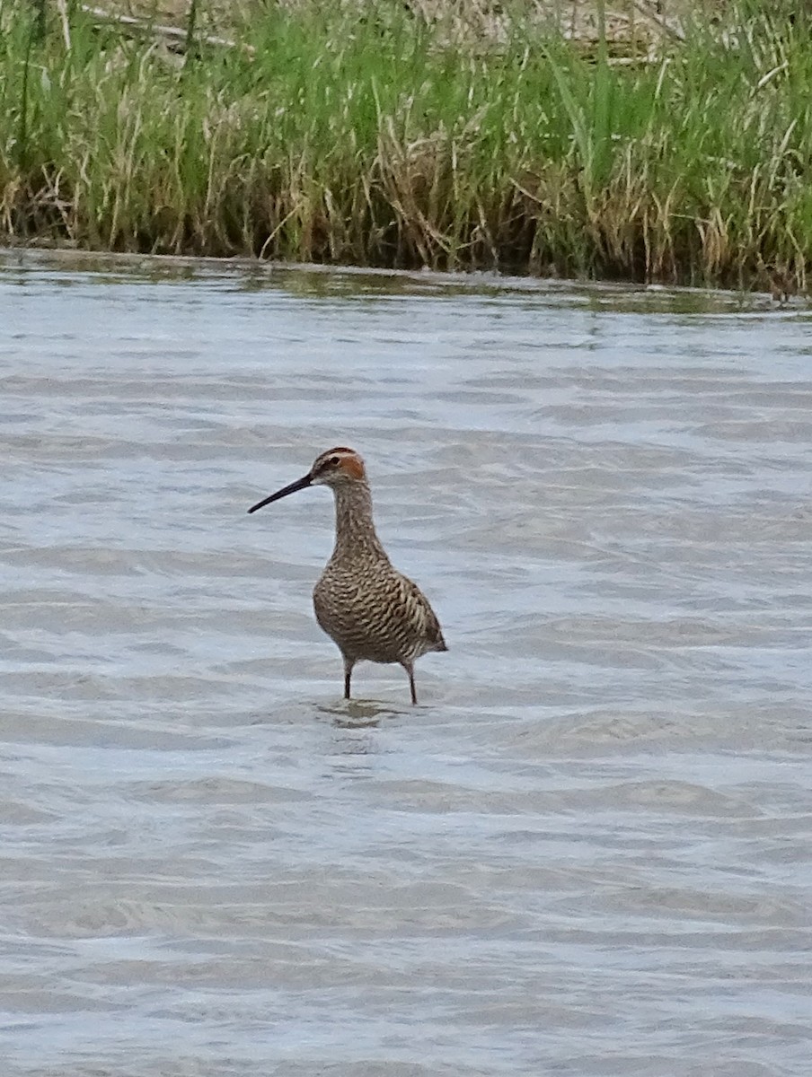 Stilt Sandpiper - Craig Miller