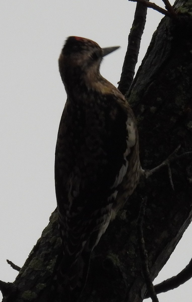 Yellow-bellied Sapsucker - ML611451704