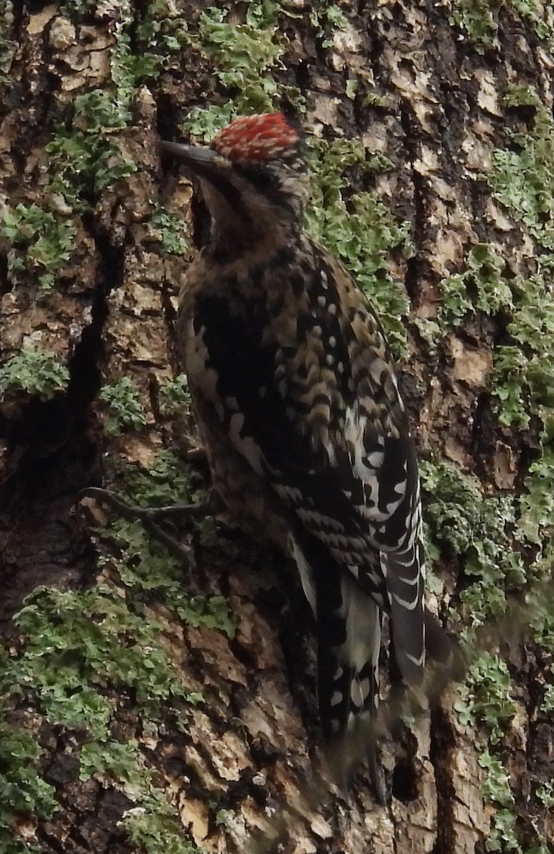 Yellow-bellied Sapsucker - ML611451706