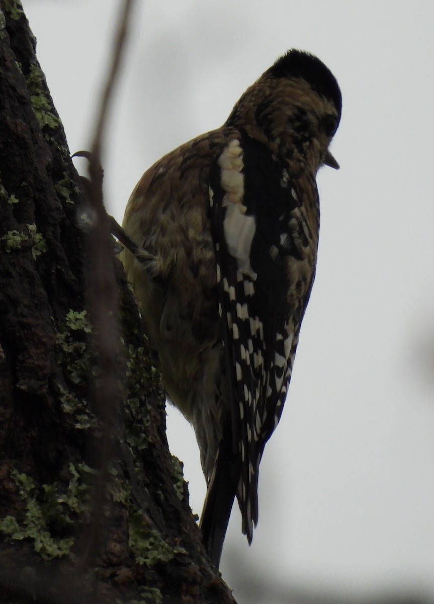 Yellow-bellied Sapsucker - ML611451707