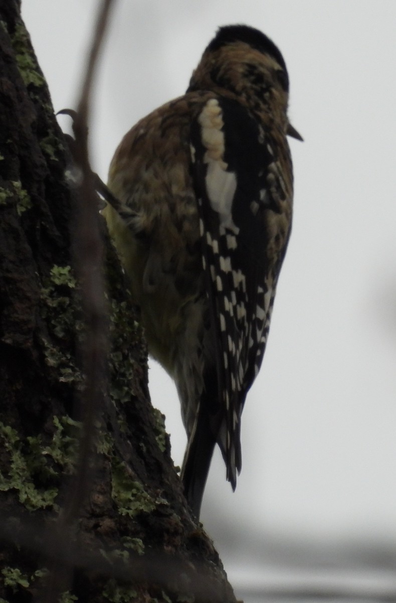 Yellow-bellied Sapsucker - ML611451708