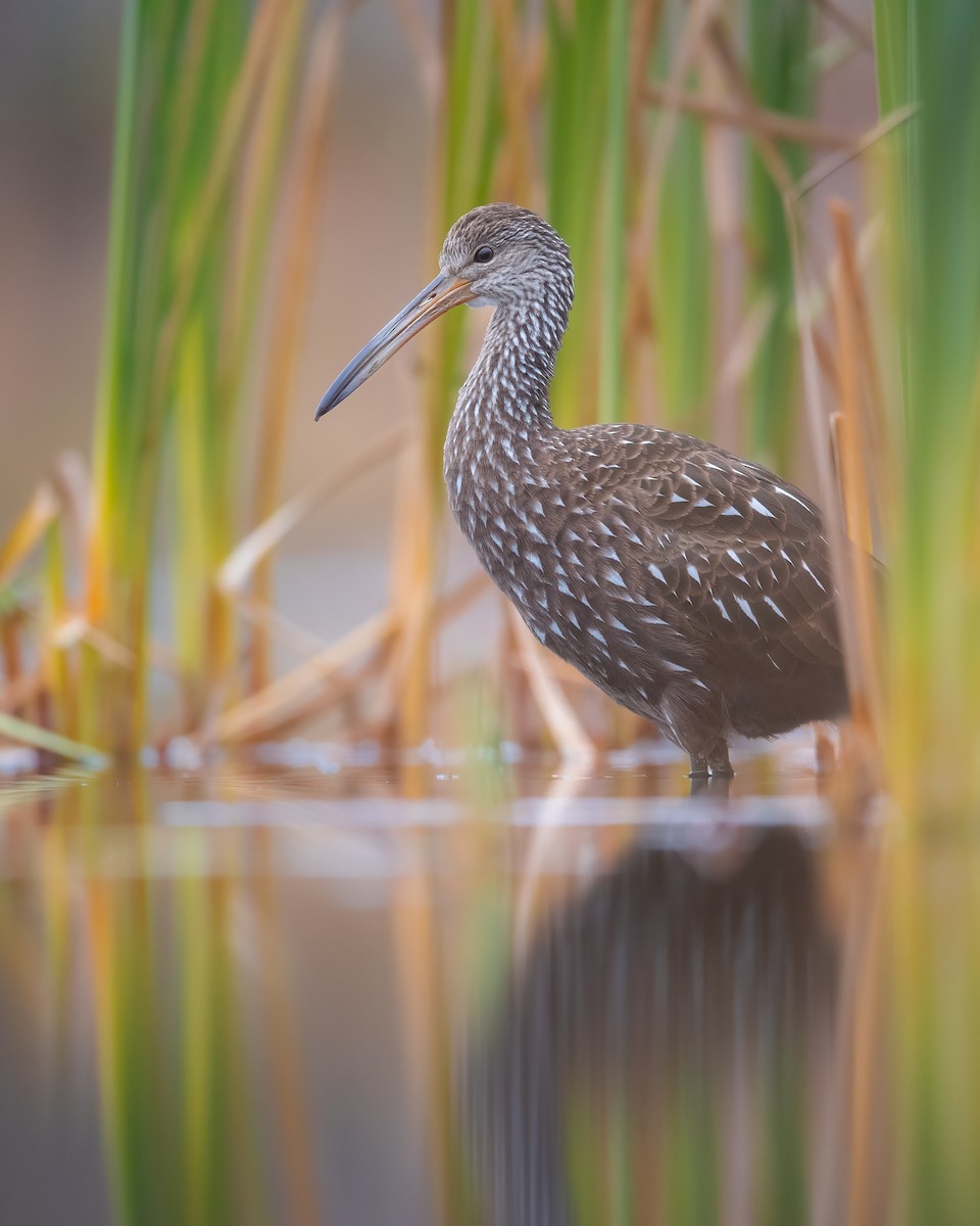 Limpkin - ML611451778