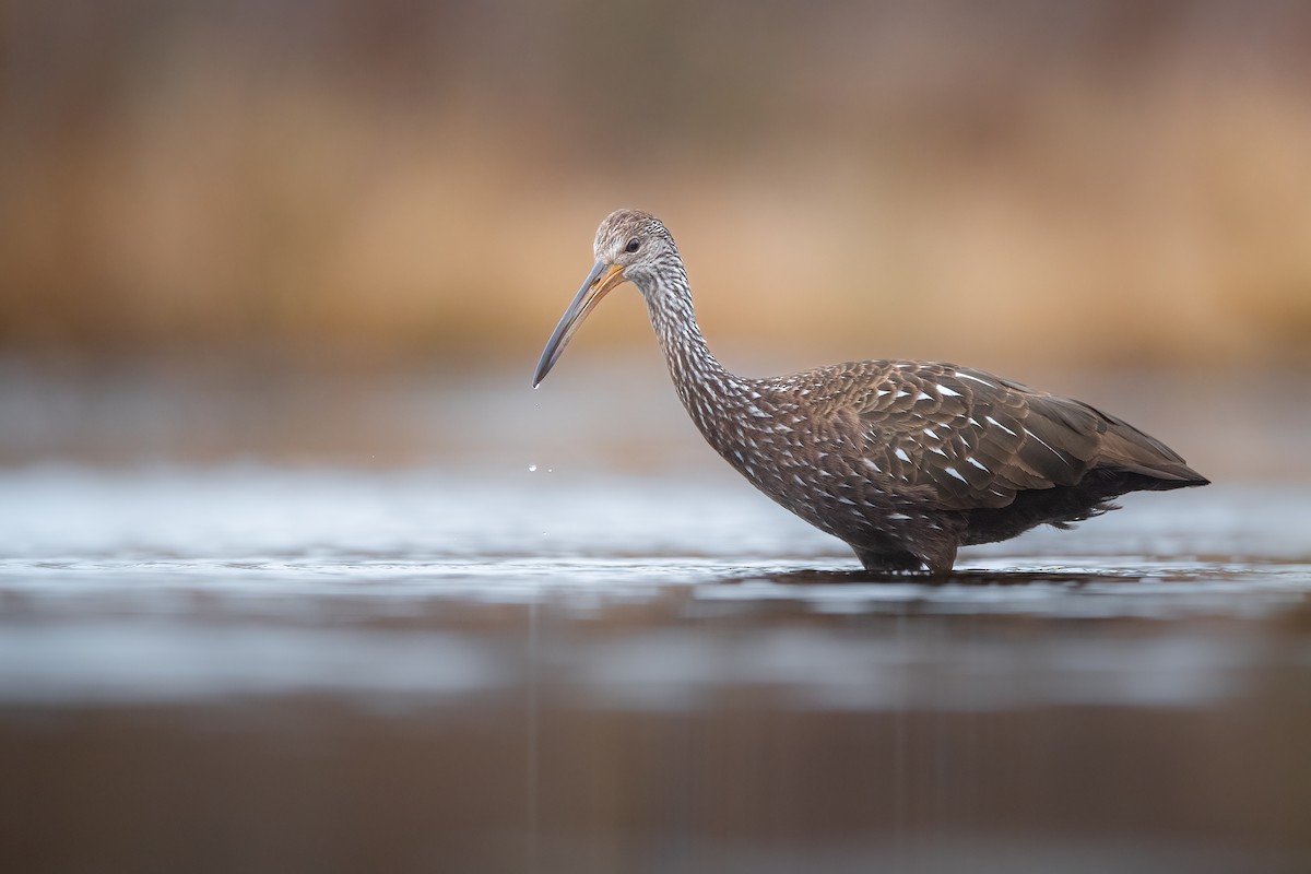Limpkin - ML611451788