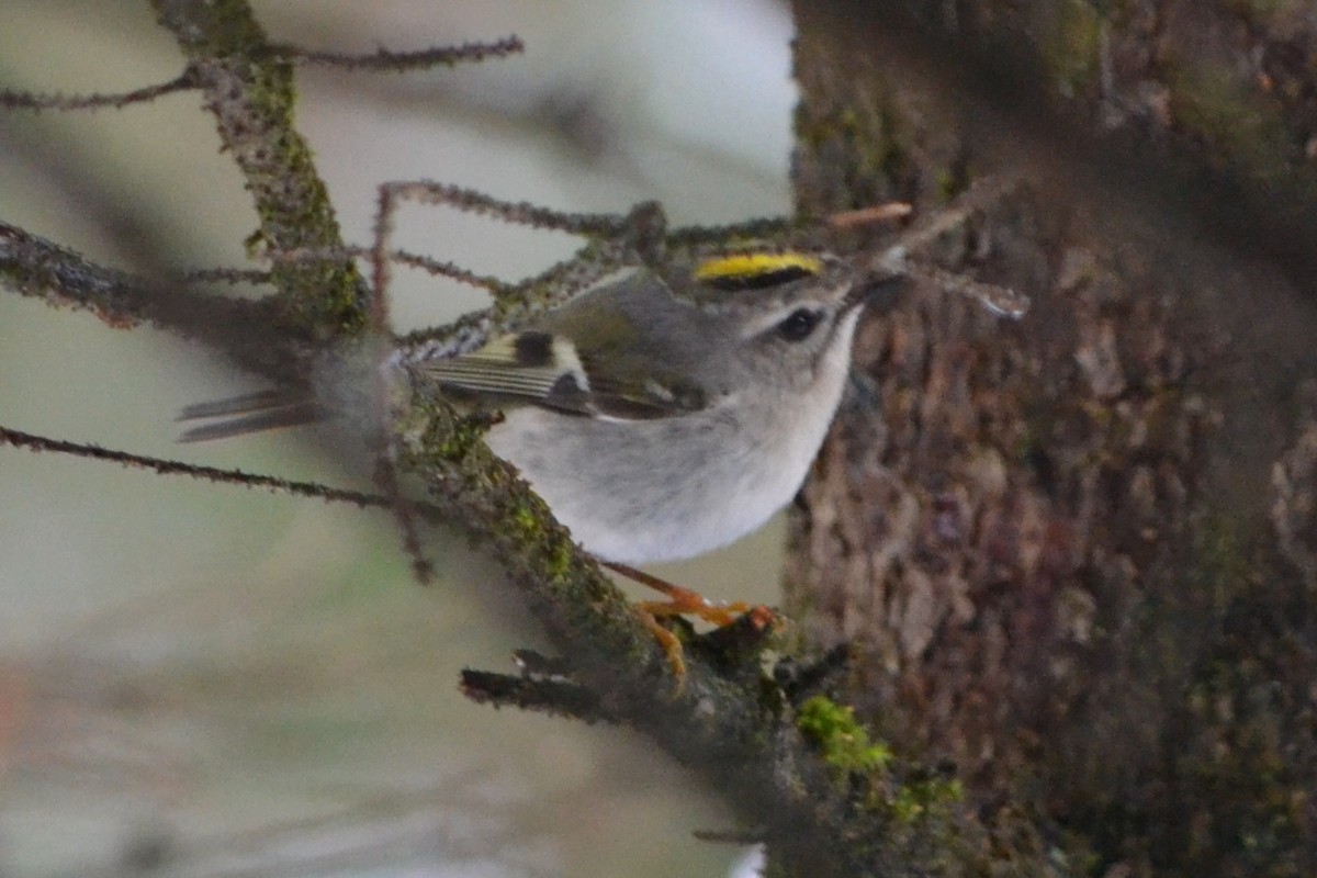 Golden-crowned Kinglet - ML611451794