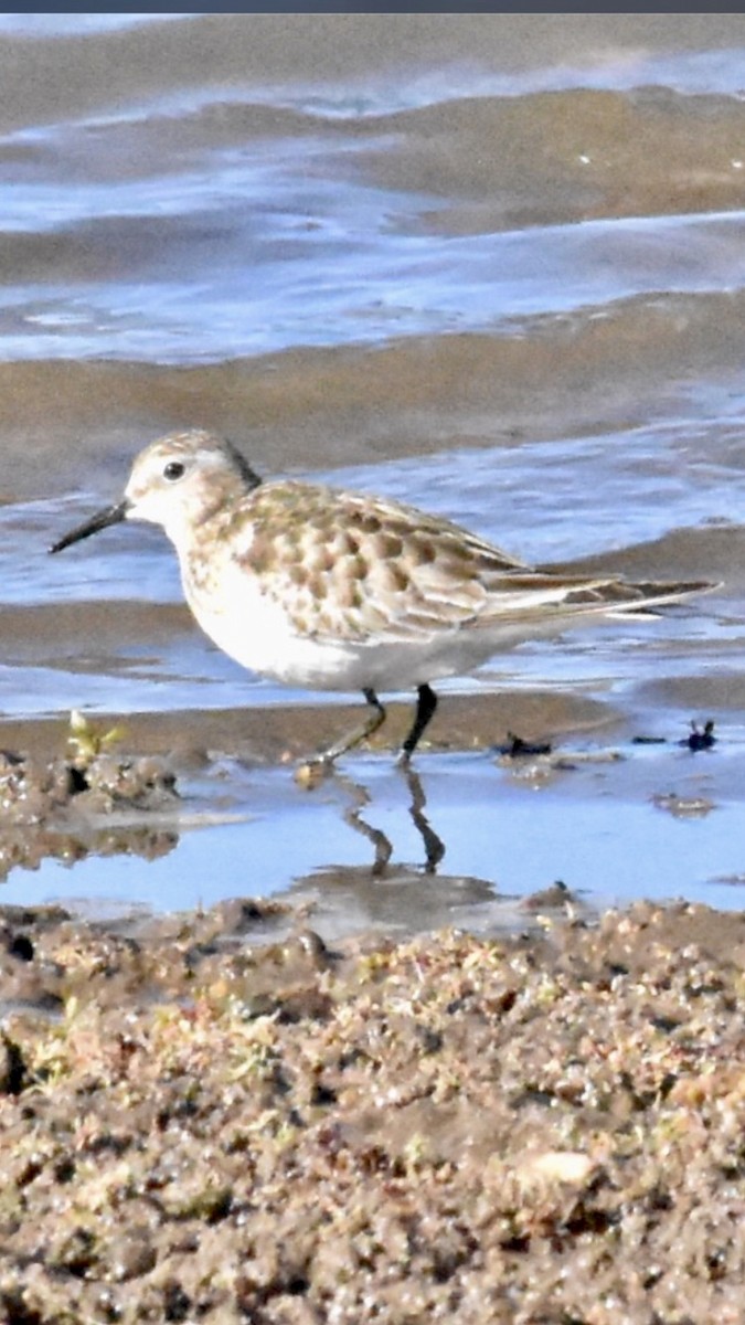 Baird's Sandpiper - ML611451828