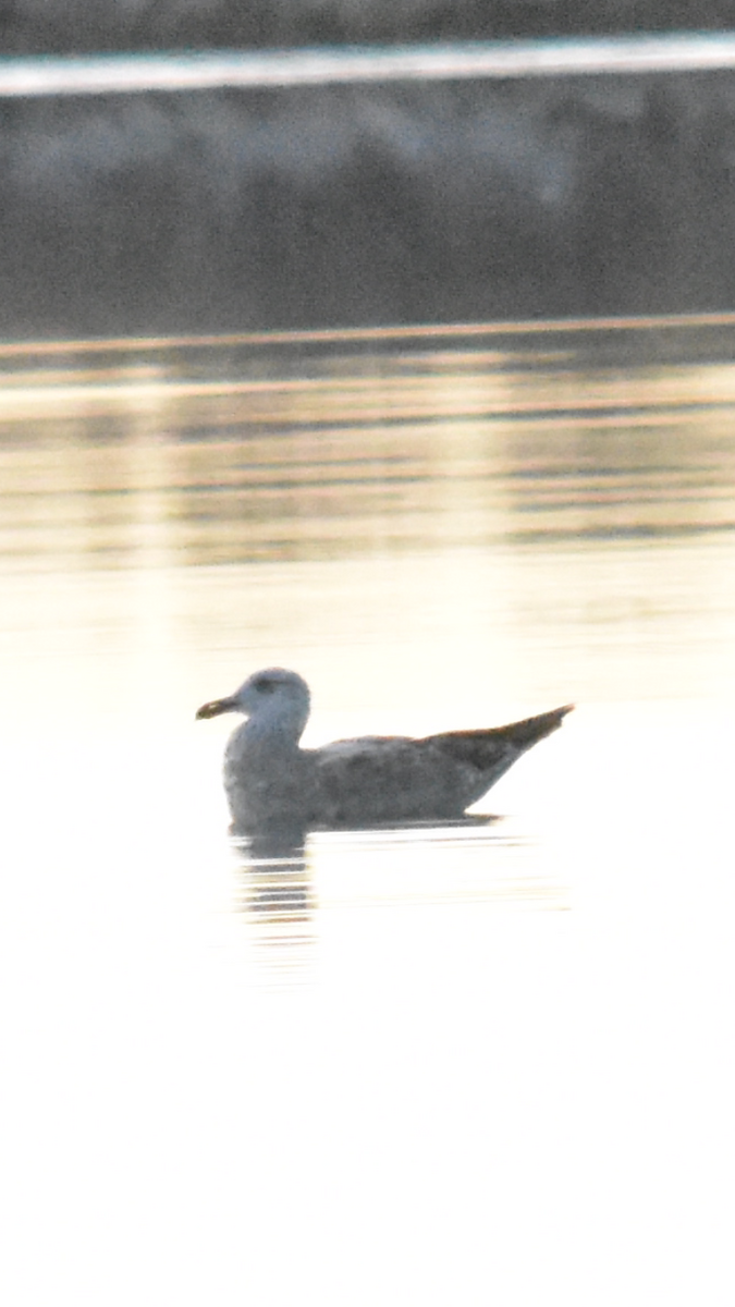 Herring Gull - ML611451880