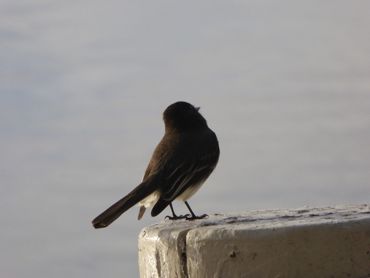 Black Phoebe - ML611451900