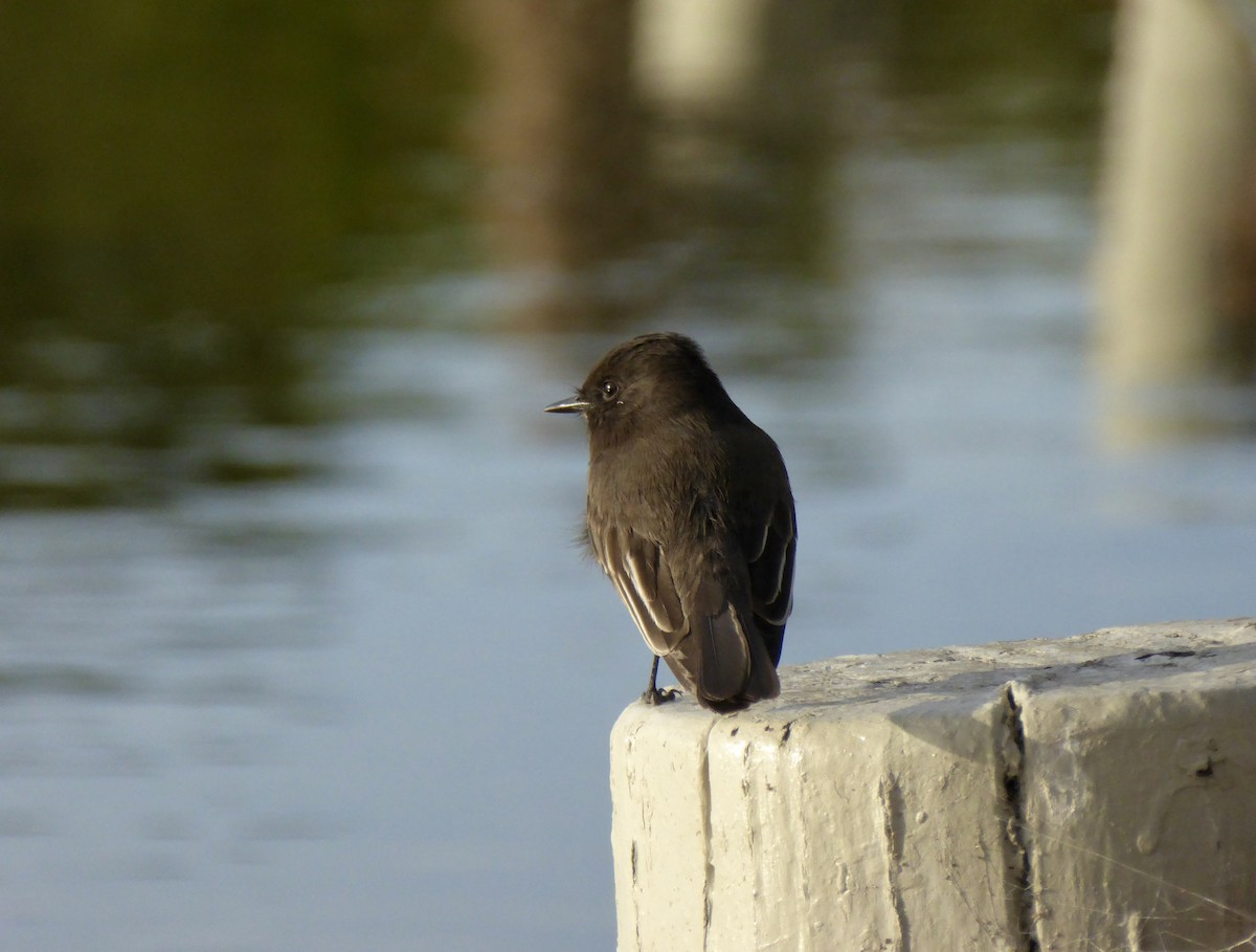 Mosquero Negro - ML611451902