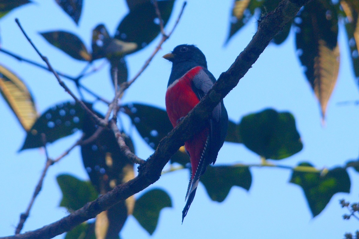 Collared Trogon - ML611451905