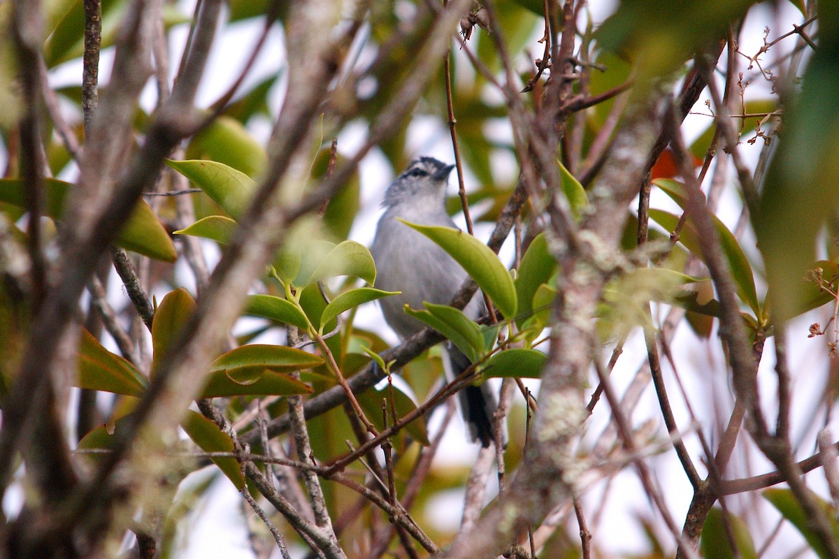 Ash-throated Antwren - ML611451936