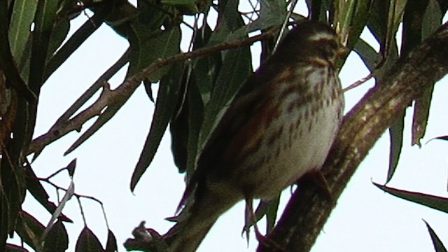 Birigarro hegagorria (iliacus) - ML611451945