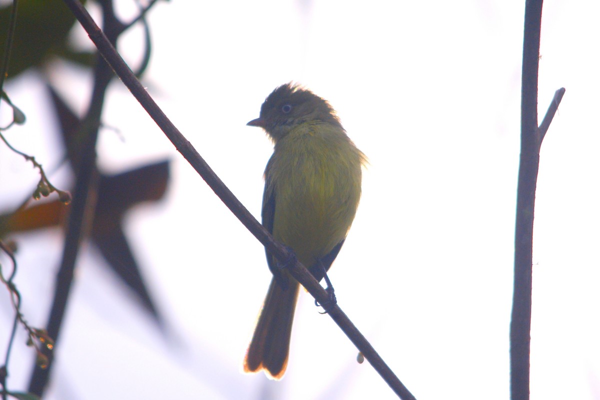 Mishana Tyrannulet - ROYAL FLYCATCHER /Kenny Rodríguez Añazco