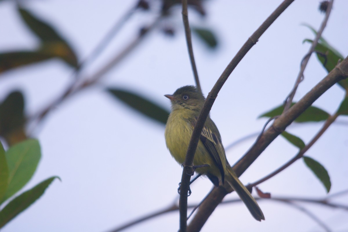 Mishana Tyrannulet - ML611451958