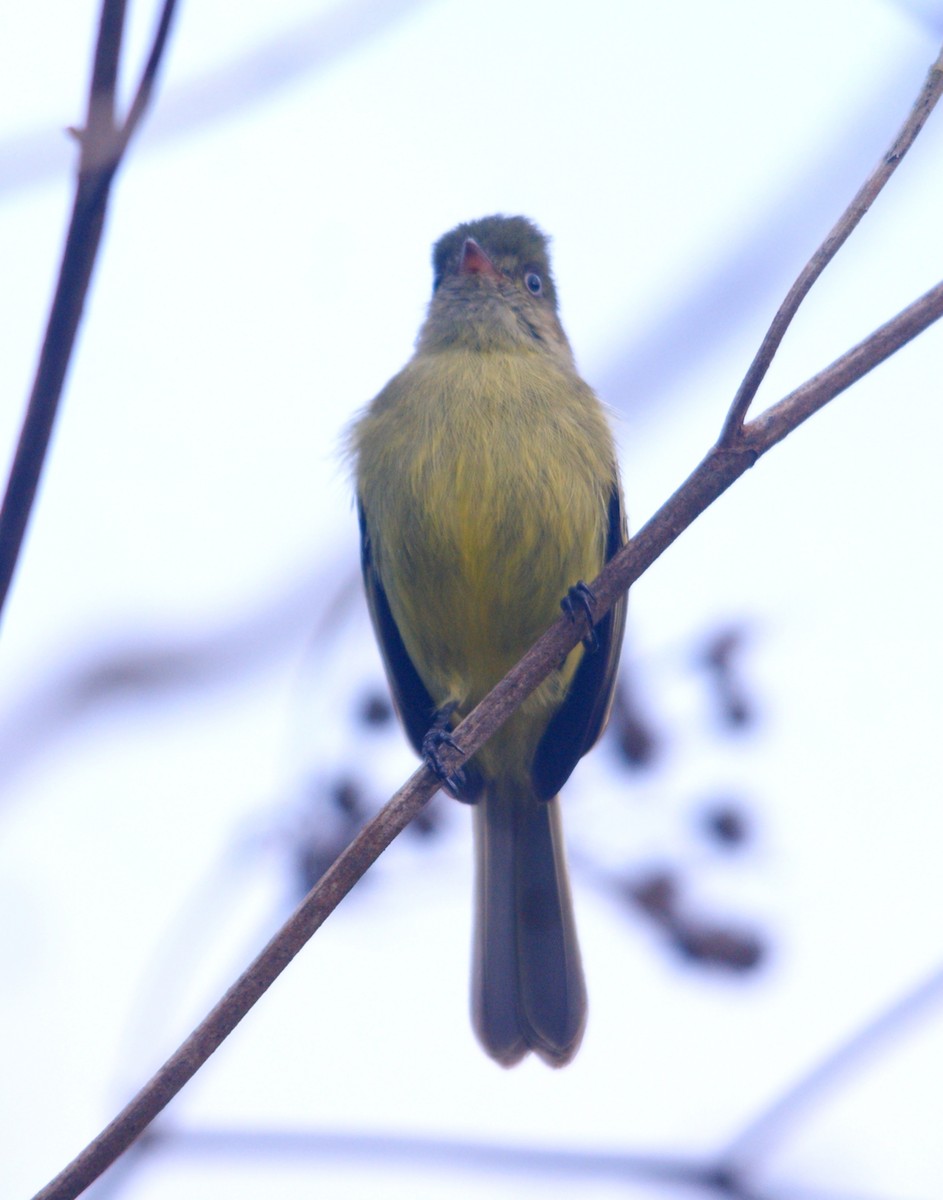 Mishana Tyrannulet - ML611451966