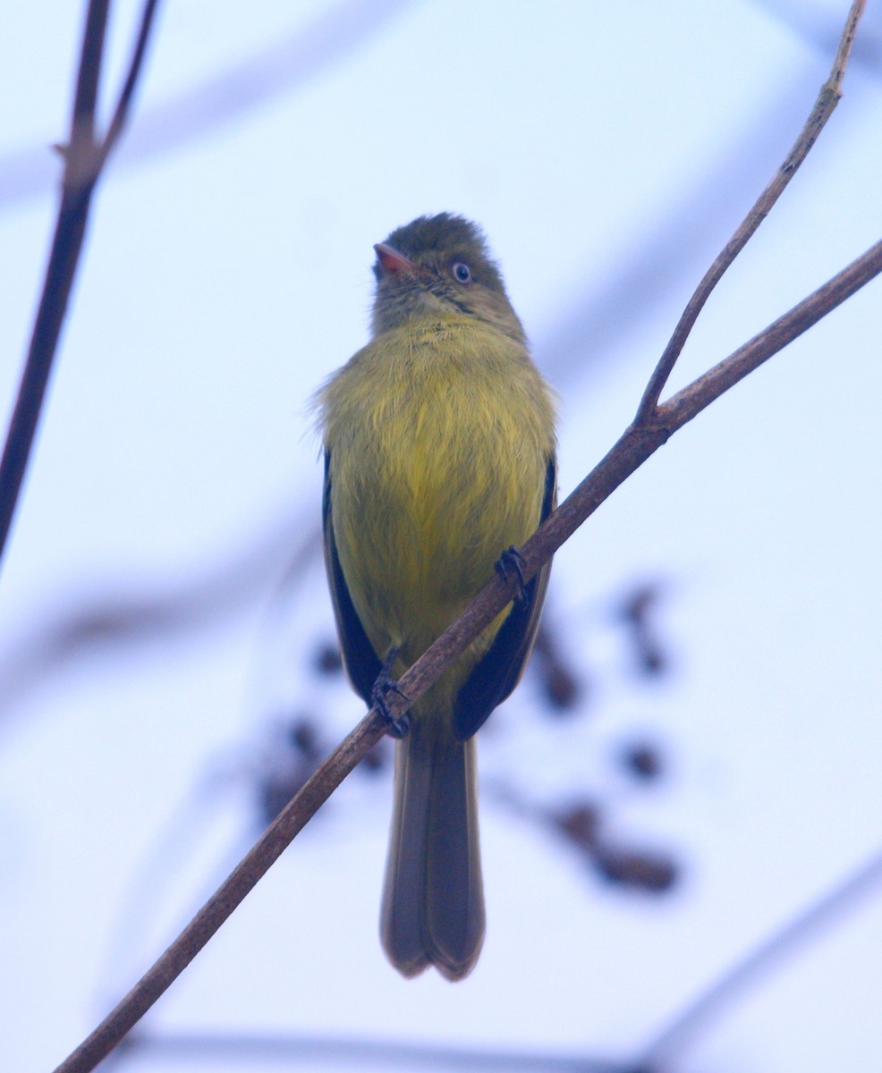 Mishana Tyrannulet - ML611451969