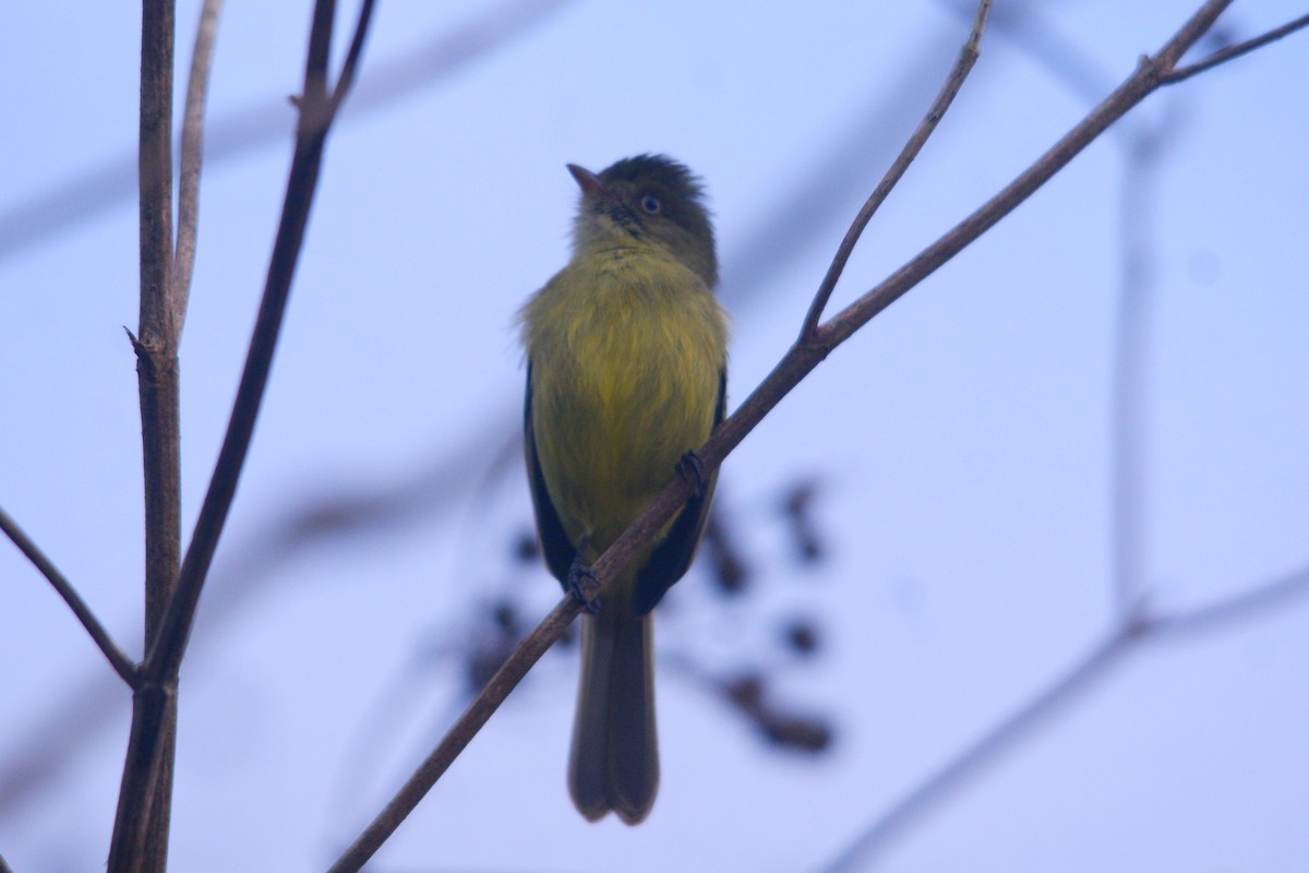 Mishana Tyrannulet - ML611451970