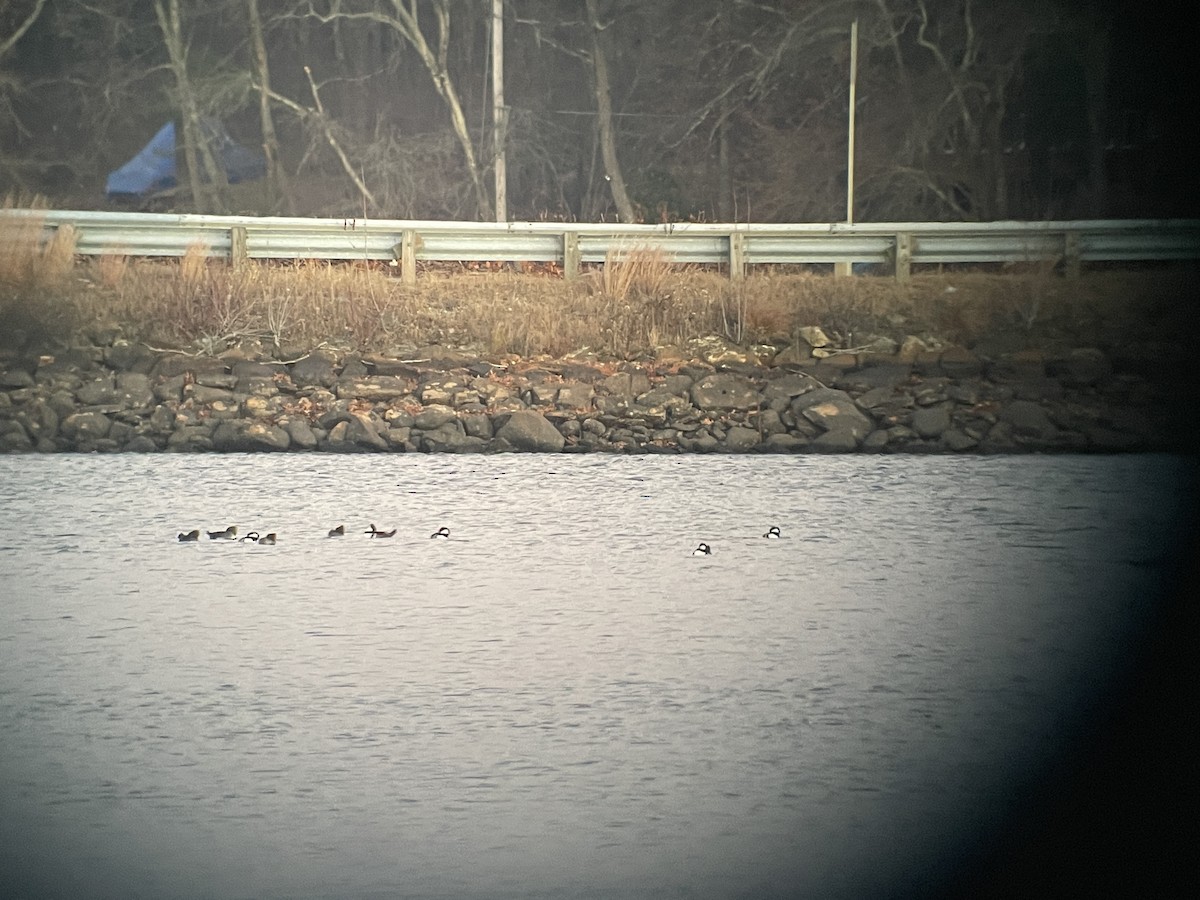 Hooded Merganser - ML611451979