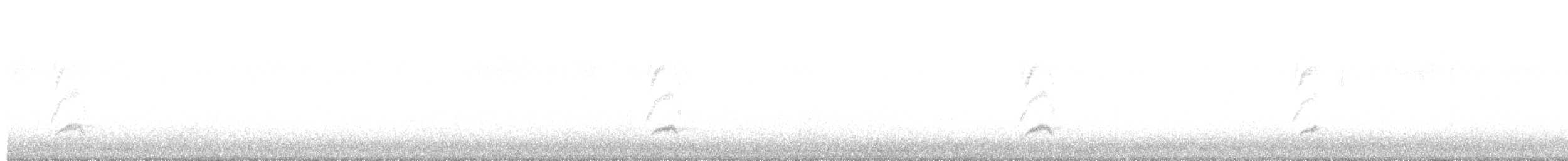 Calopsitte élégante (forme domestique) - ML611451987