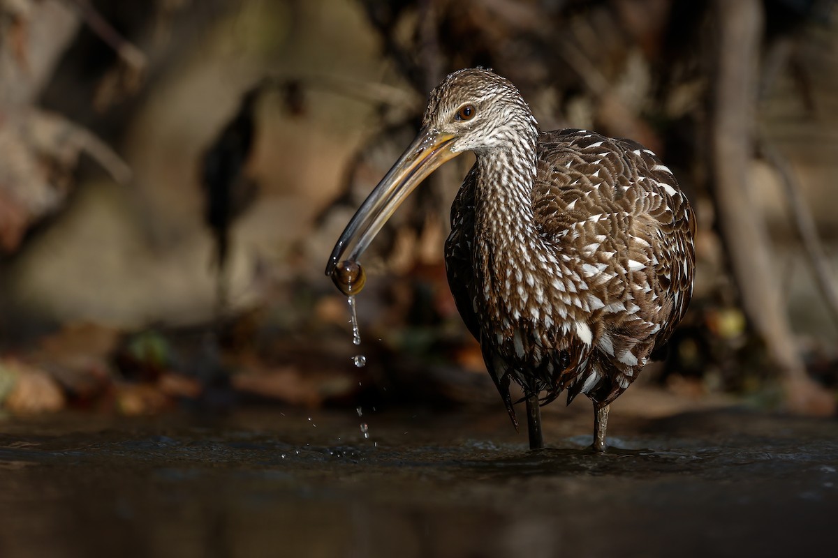 Limpkin - ML611452041