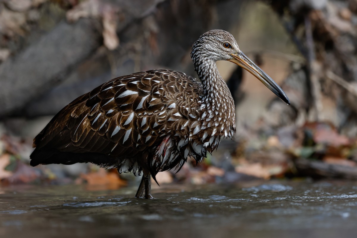 Limpkin - ML611452044