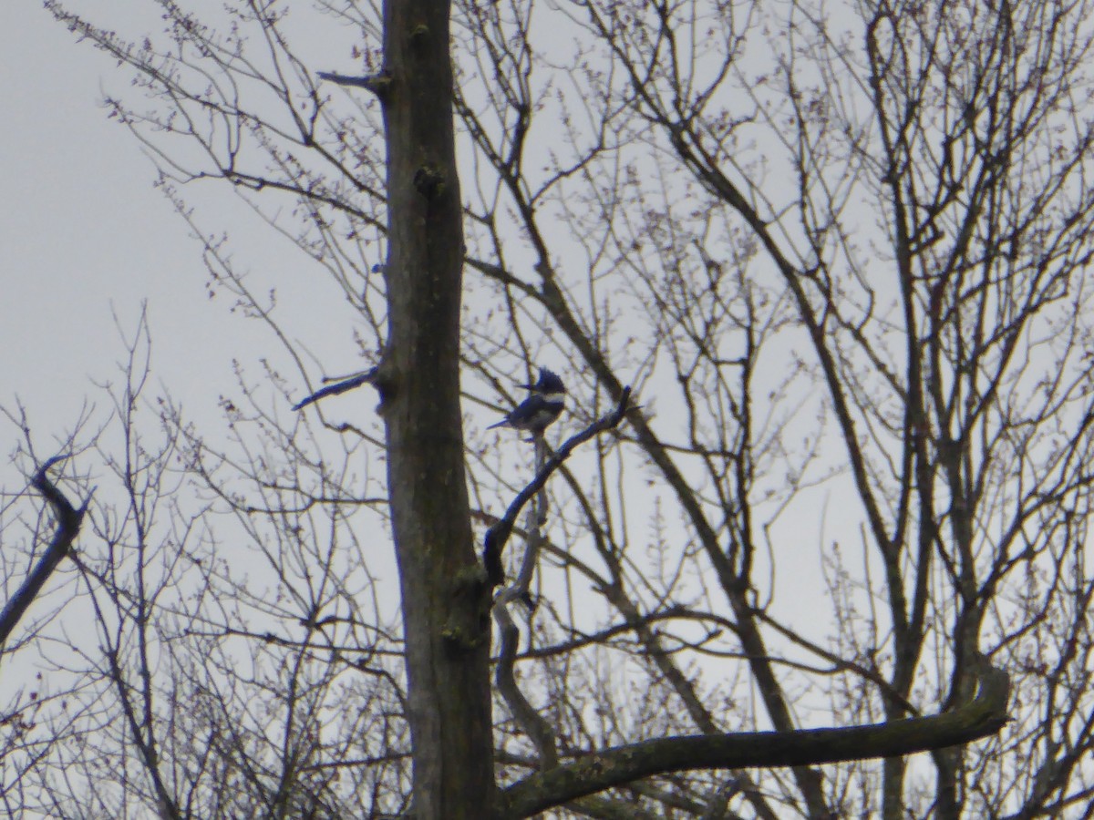 Belted Kingfisher - ML611452067