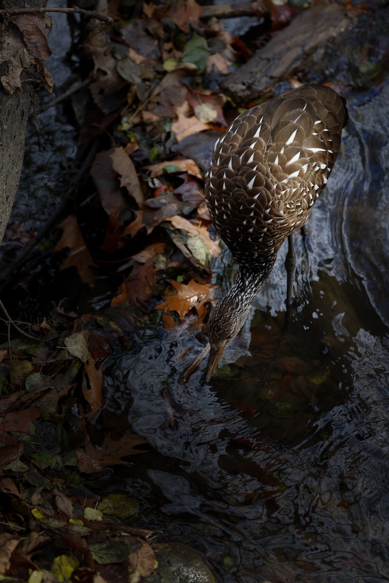 Limpkin - ML611452077