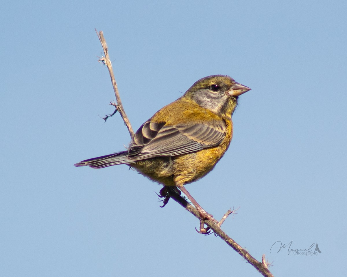 Gray-hooded Sierra Finch - ML611452085