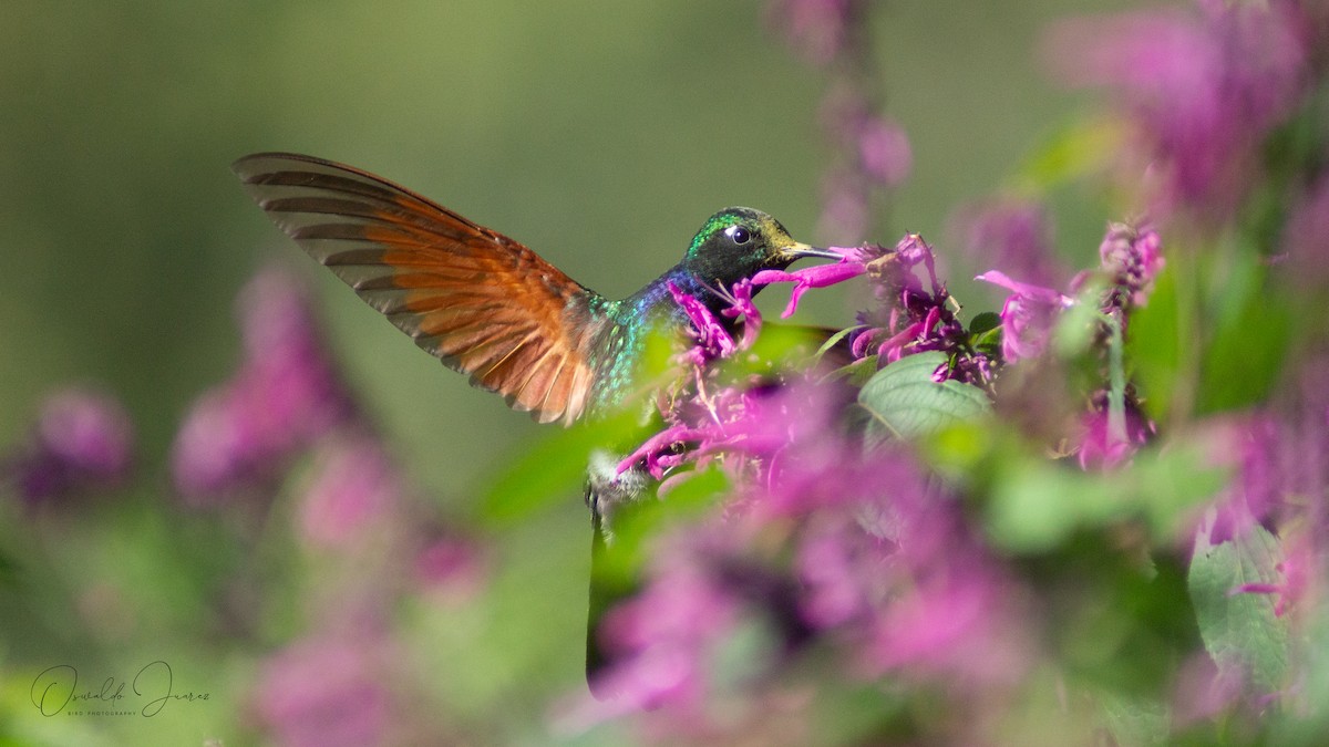 Garnet-throated Hummingbird - ML611452144