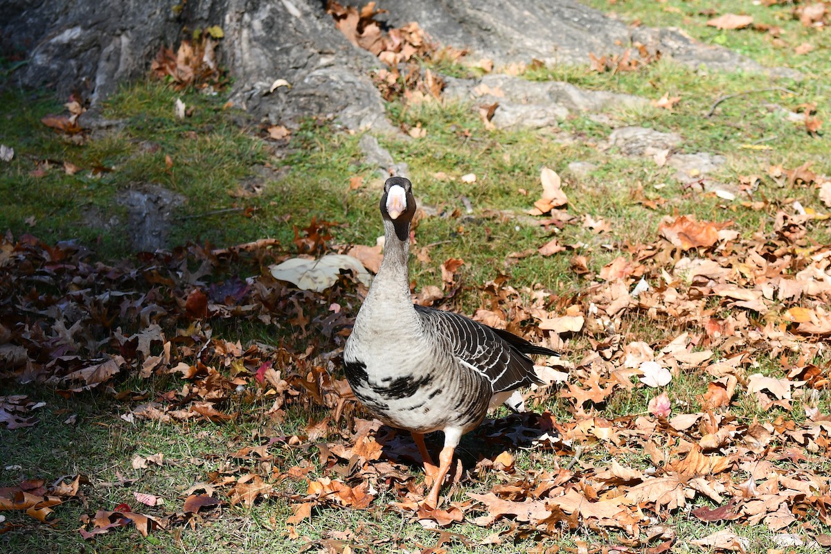 Greater White-fronted Goose - ML611452218