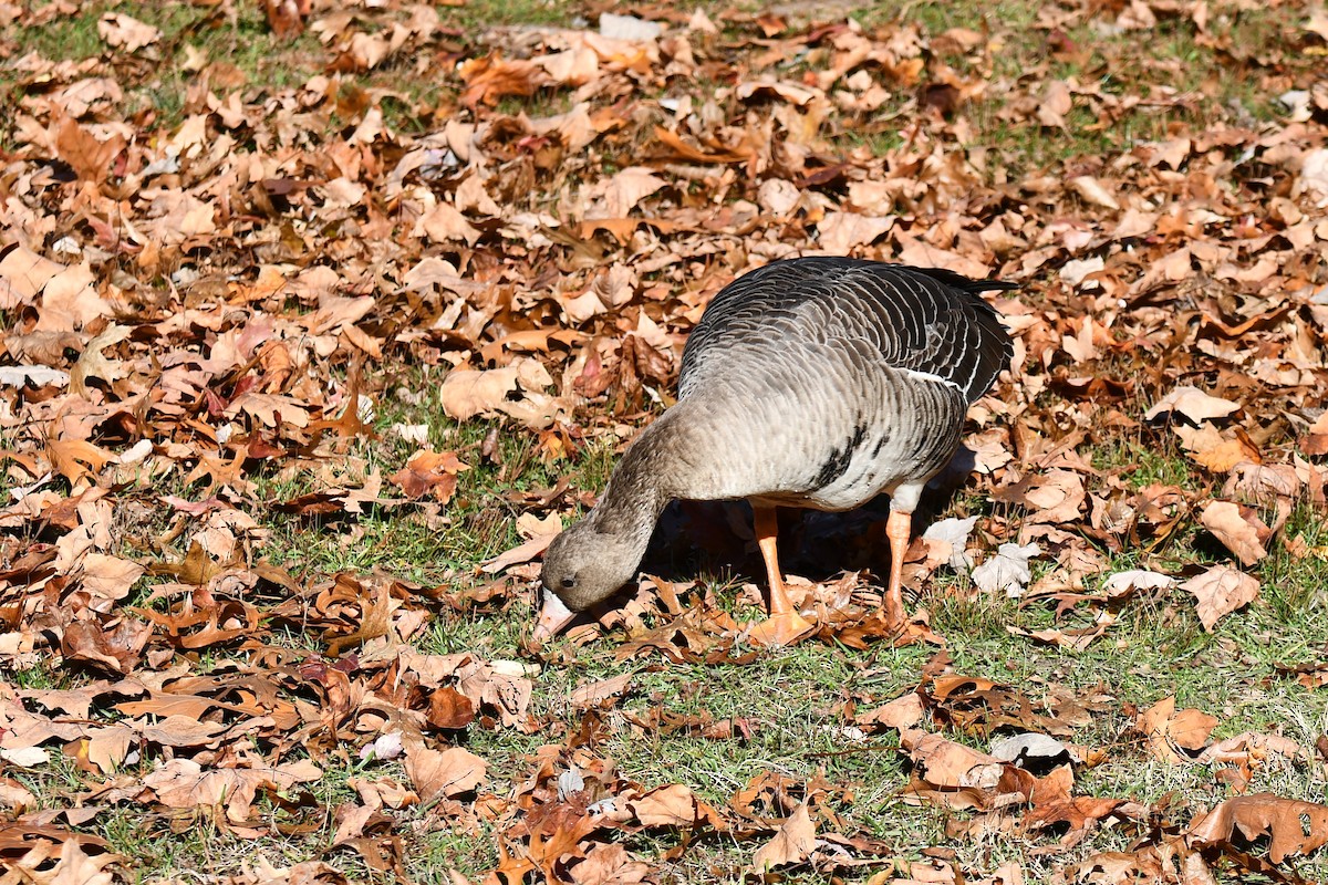 Greater White-fronted Goose - ML611452222