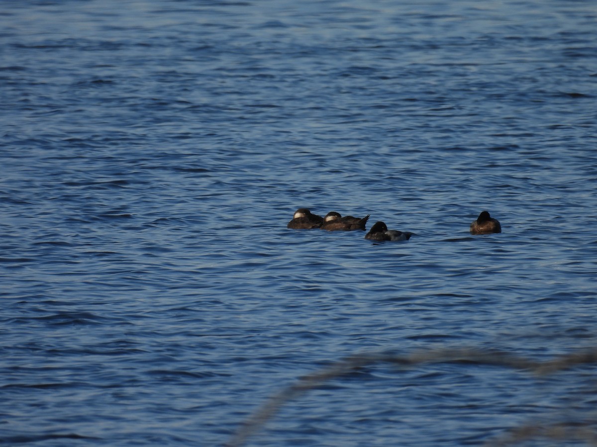 Black Scoter - ML611452228