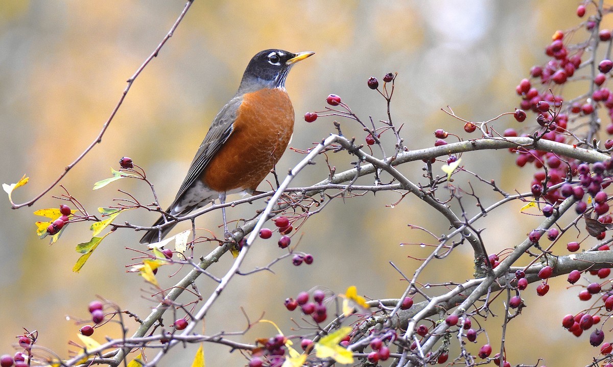 American Robin - Nick  Park