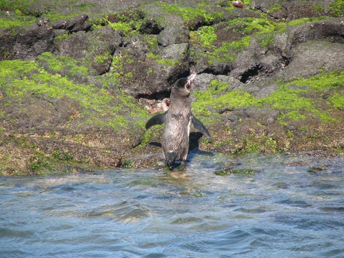 Galapagos Penguin - Andy Frank