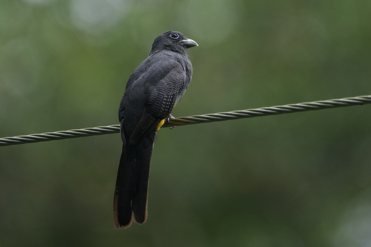 White-tailed Trogon - ML611452315